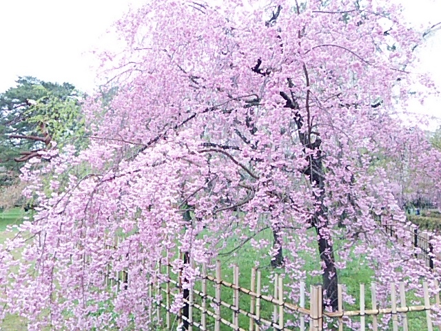 京都御所・枝垂桜