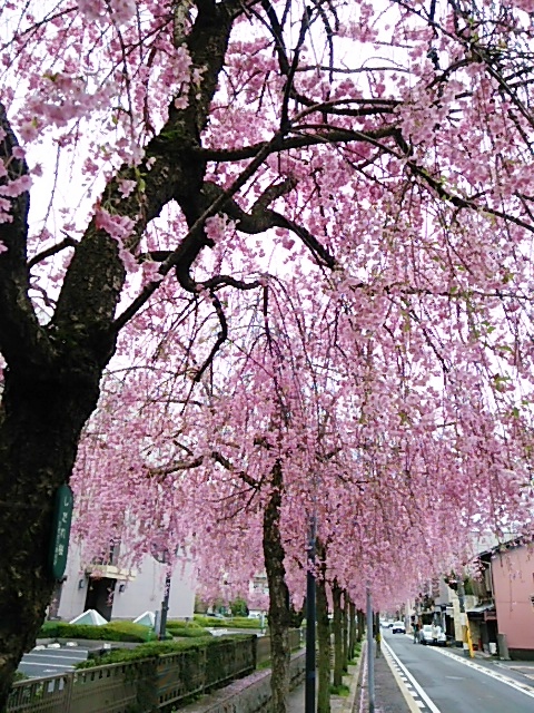 京都地方裁判所の桜