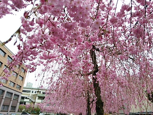 京都地方裁判所の桜