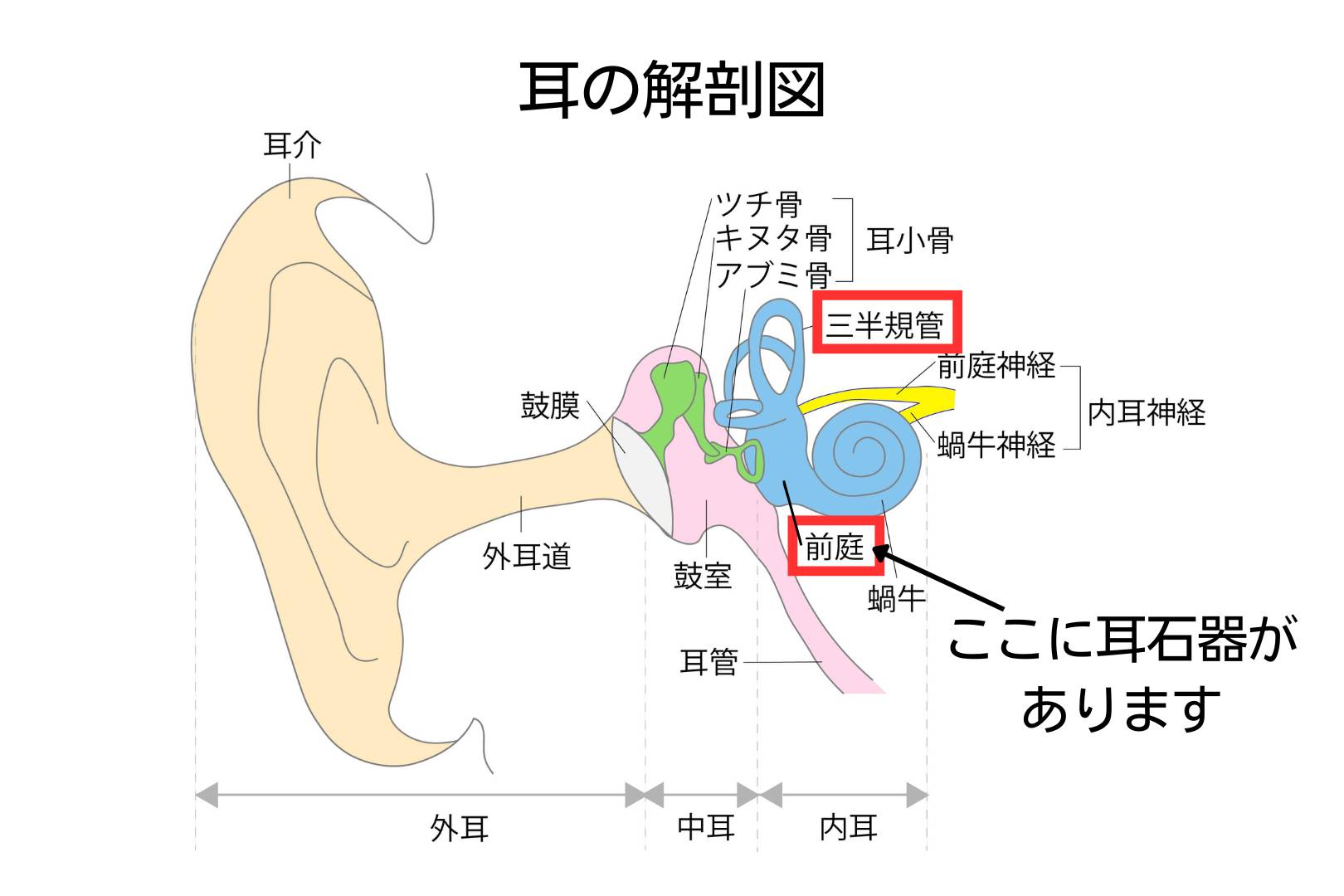 草津アアルト整体院・耳の解剖図