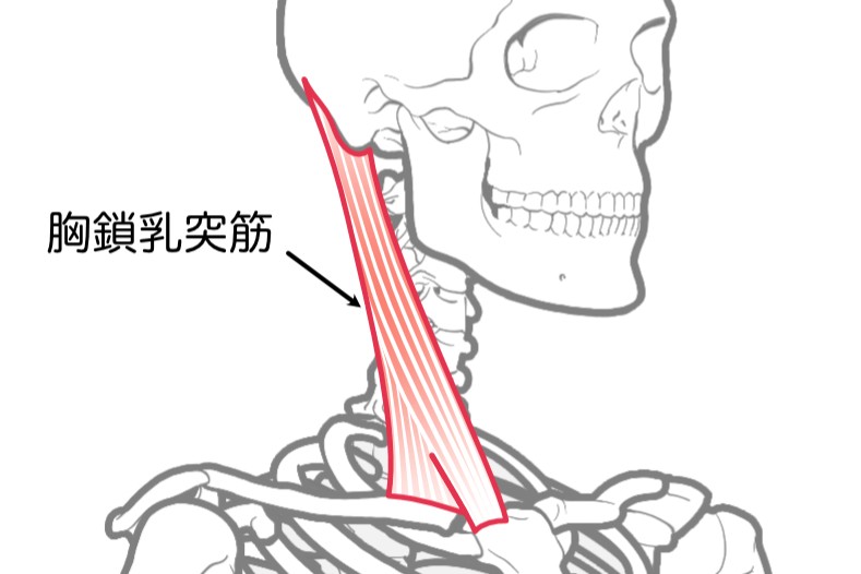 胸鎖乳突筋