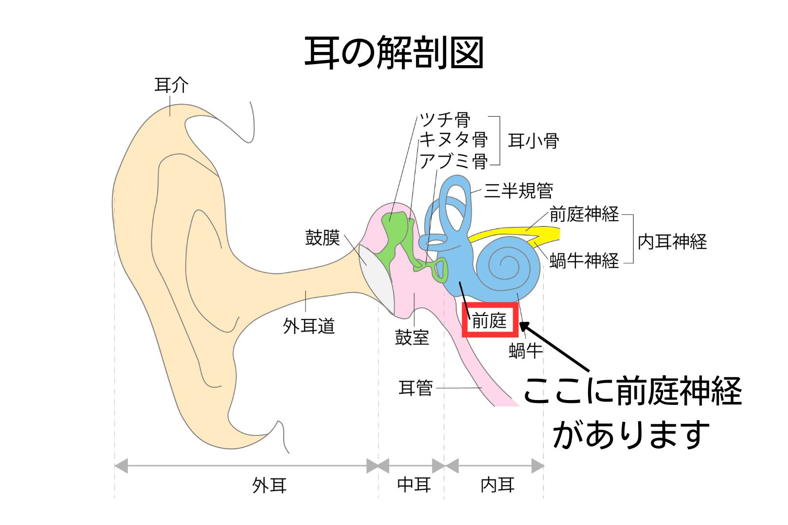 内耳の前庭神経