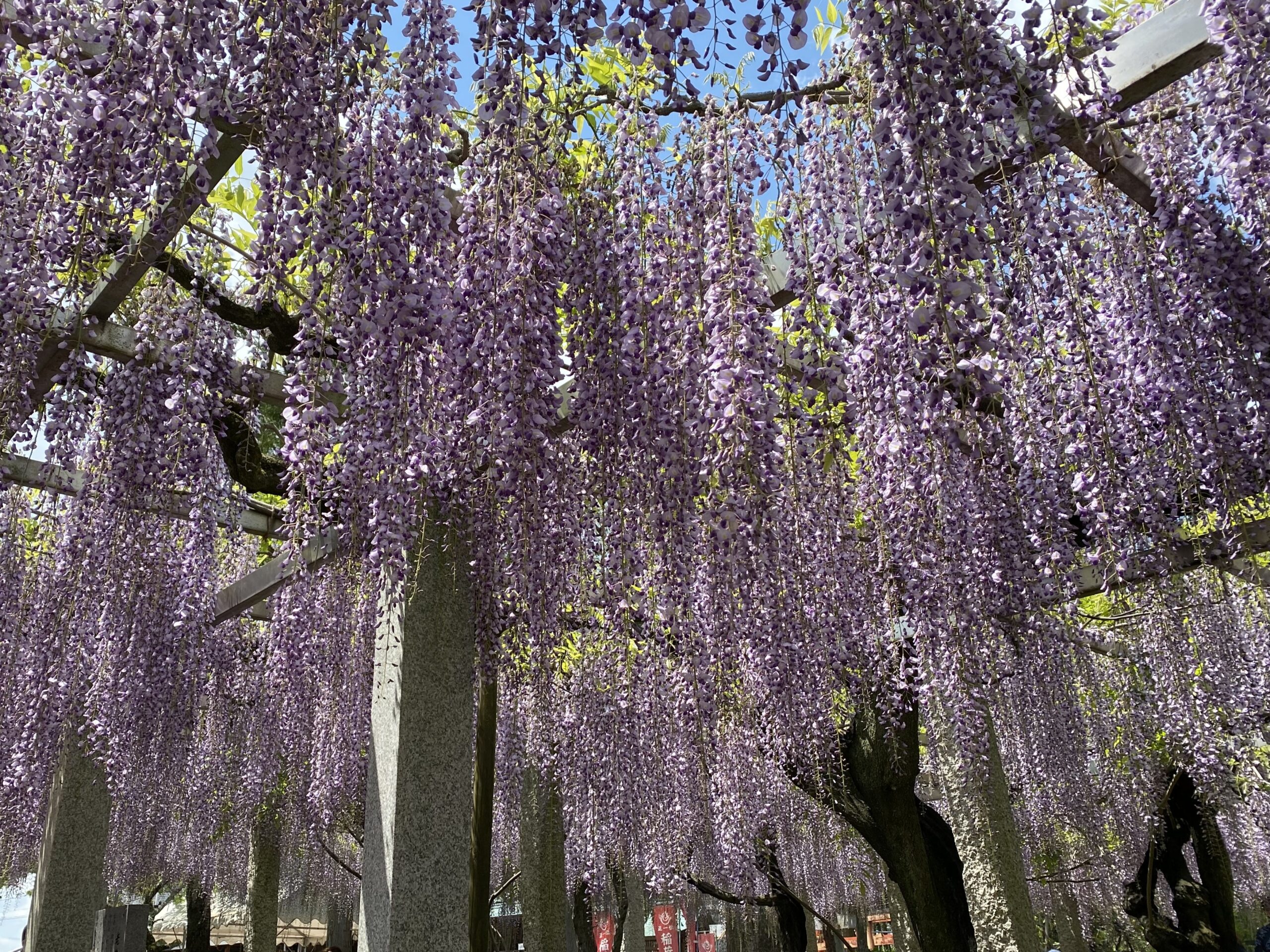 三大神社(草津市)の藤の花