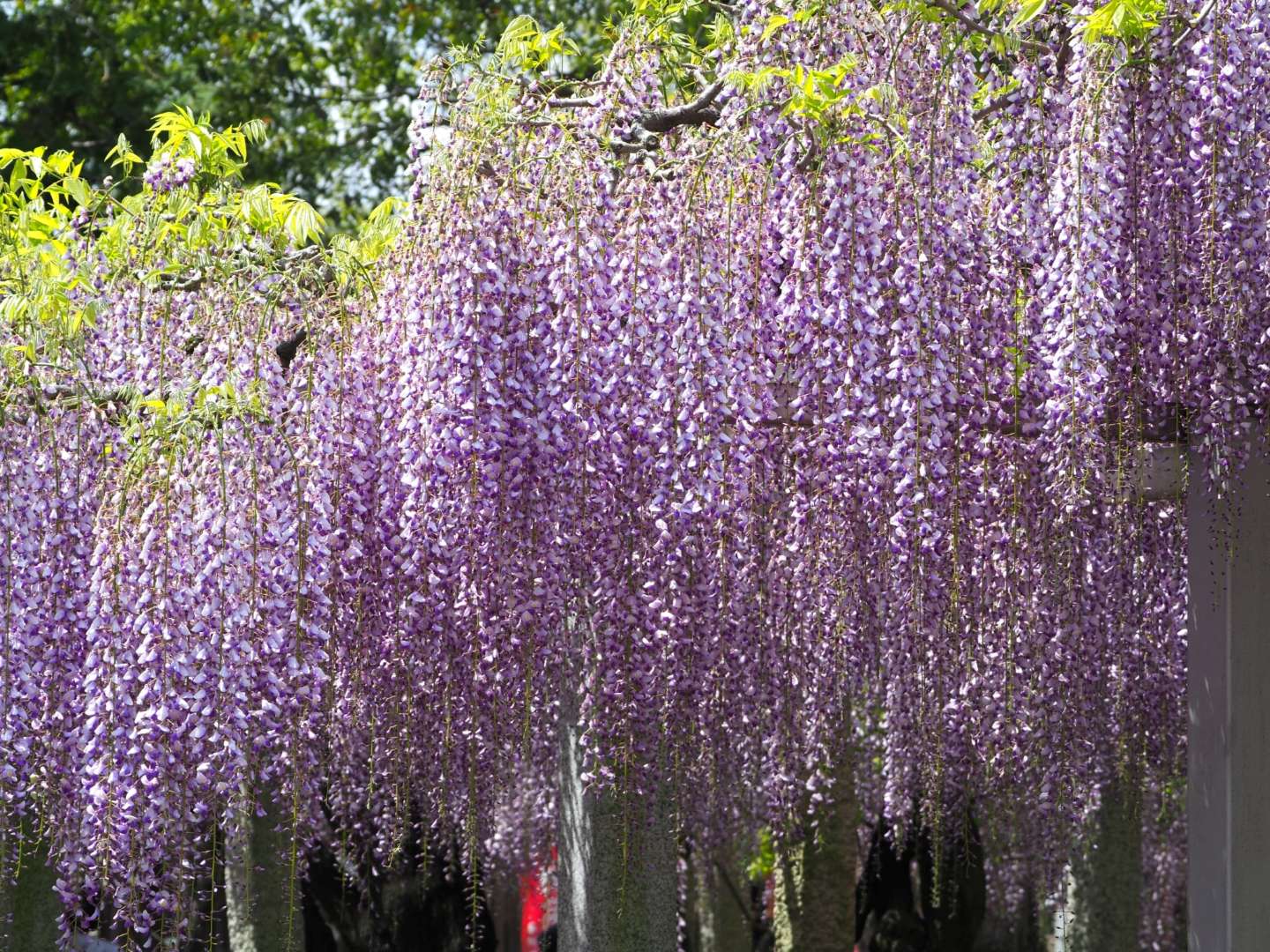 三大神社(草津市)の藤の花