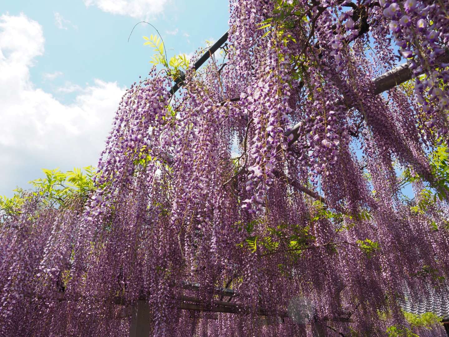 三大神社(草津市)の藤の花