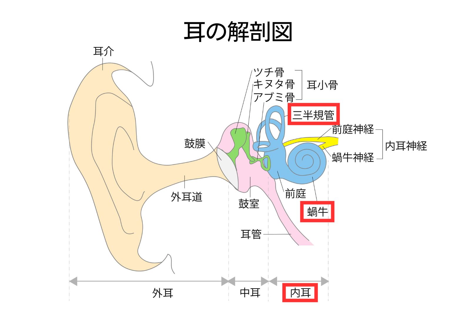 耳の解剖図