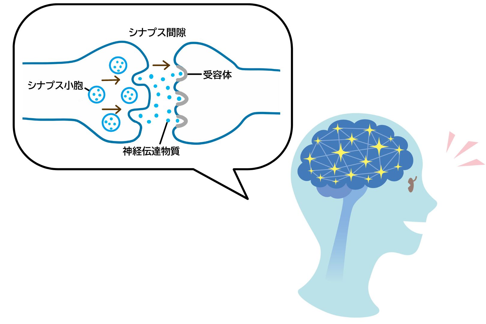 神経伝達物質は、神経細胞(ニューロン)の末端から、シナプス間隙(神経と神経の間のすき間)に放出される物質です