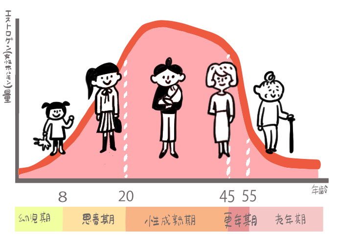 女性ホルモン