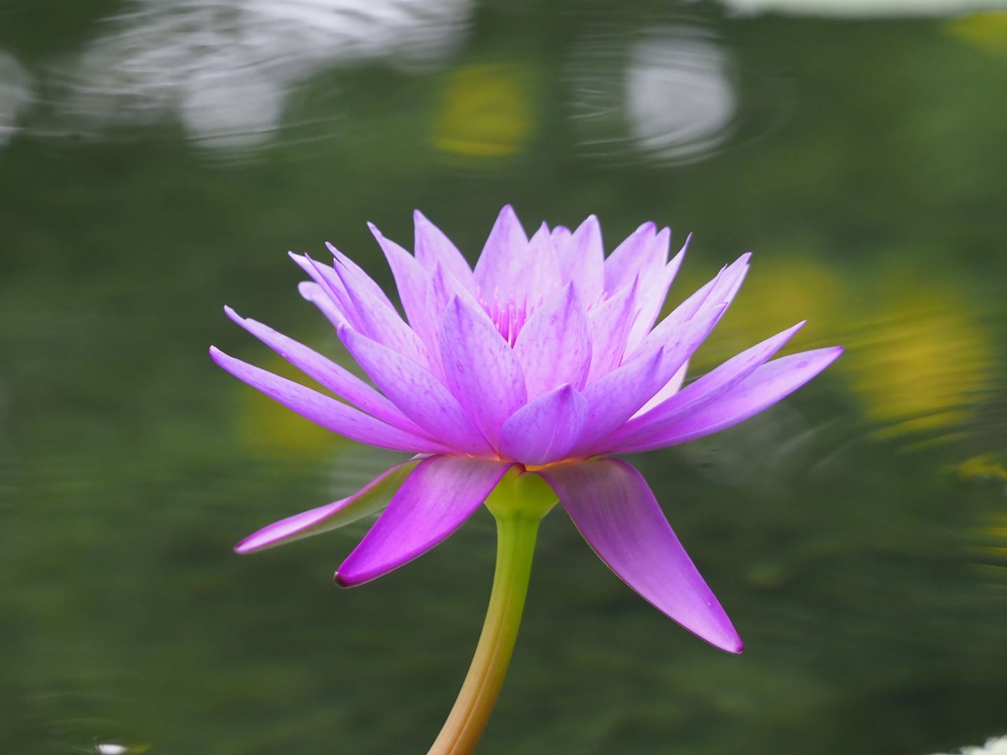 水生植物公園のスイレン