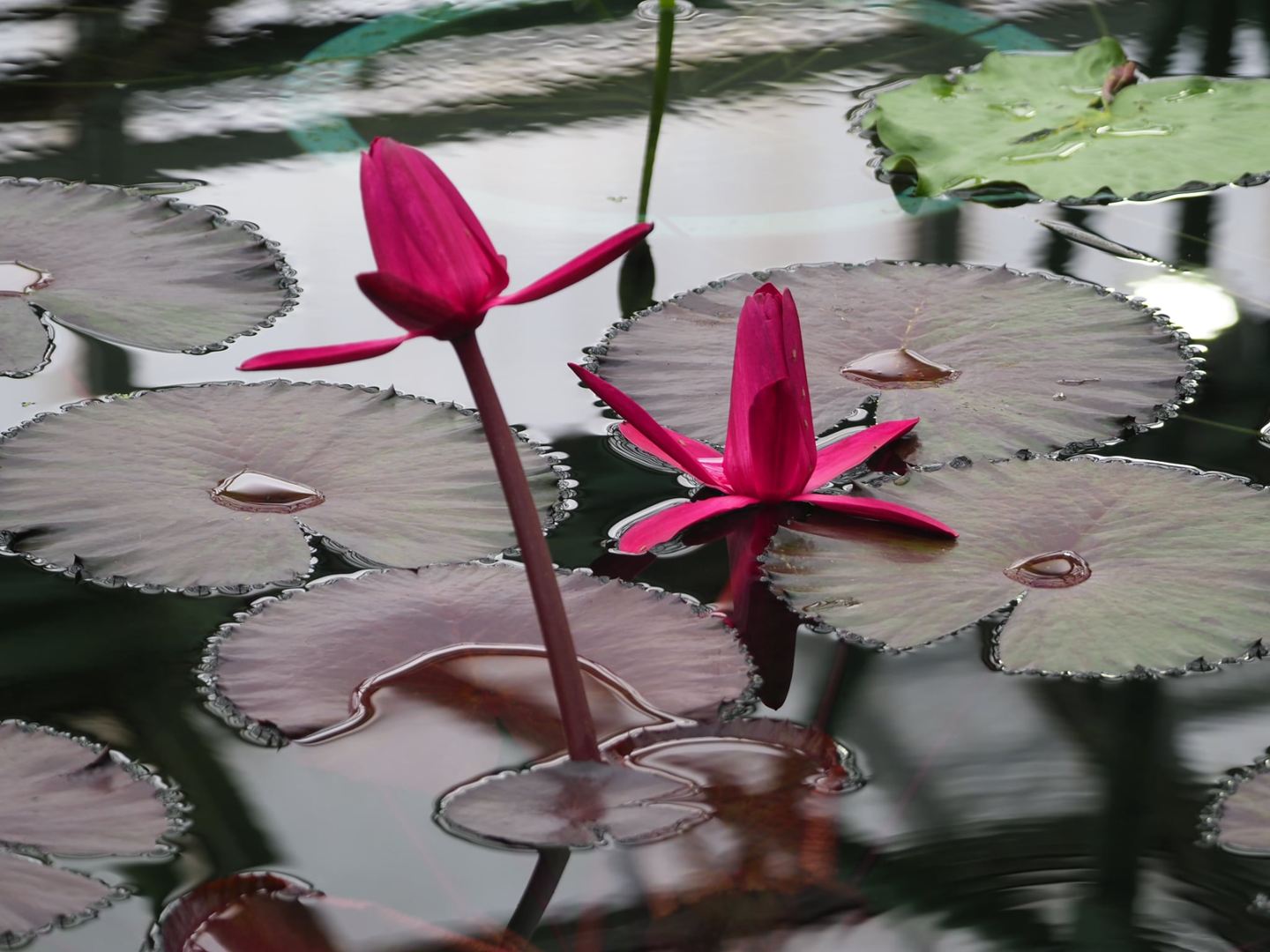 水生植物公園のスイレン