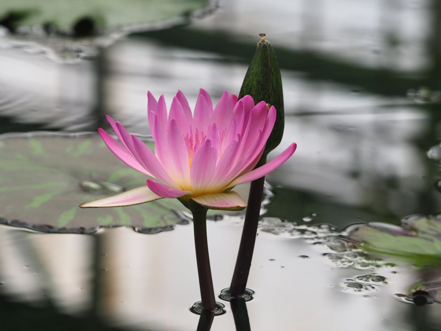 水生植物公園のスイレン