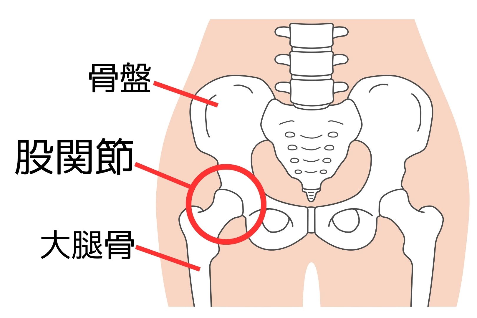 股関節の図