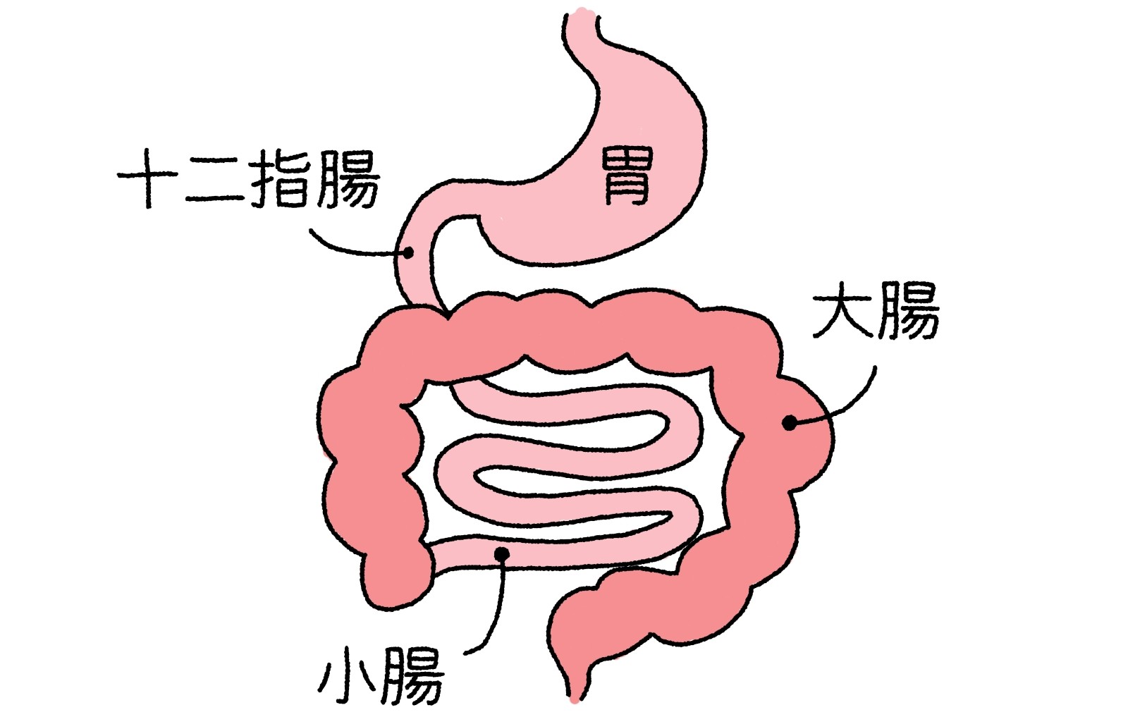 胃腸