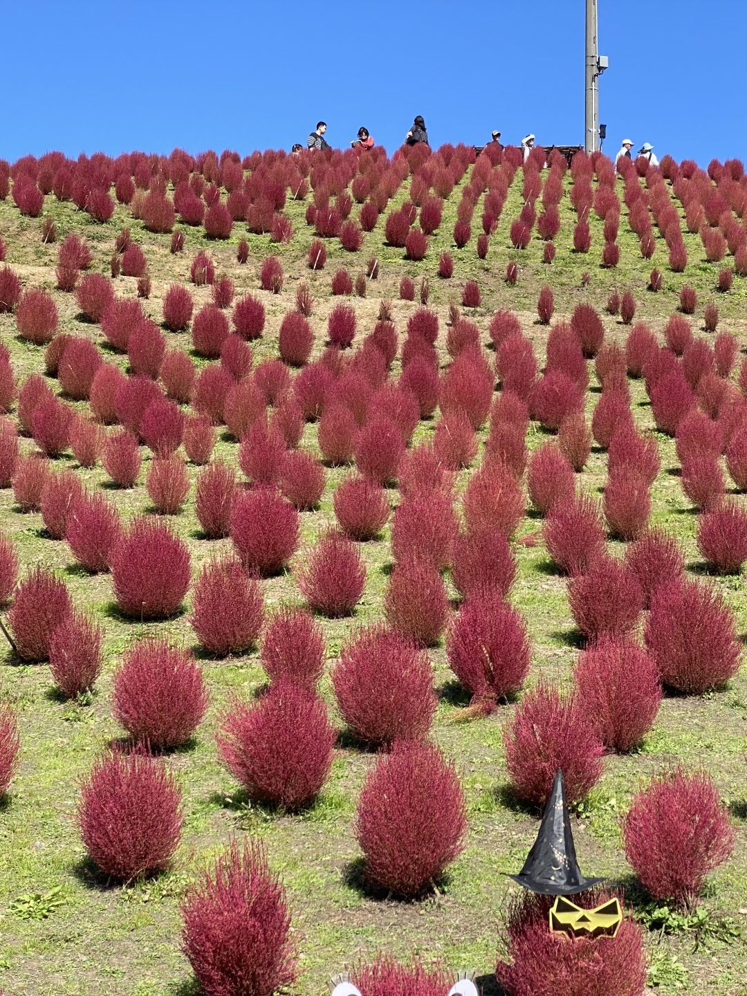 箱館山のコキア