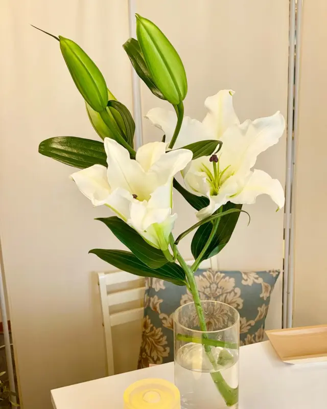 オリエンタルユリの「シスト」を、受付に飾りました☺️
ウェーブのかかった花弁が、とても華やかな印象です💓
アロマオイルが不要な程の芳香で、癒されます。
ご来院の際はぜひご覧ください。

#草津アアルト整体院
#受付のお花
#オリエンタルユリ
#シスト