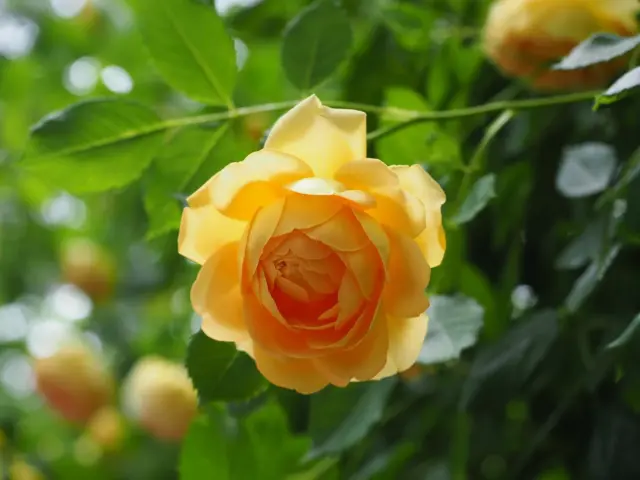 月曜日に、ローザンベリー多和田さんへ行って来ました🚗
バラ🌹が満開で、園内バラの香りが漂っています。
歩くだけで幸せな気分になります。
美しいバラやクレマチス等を堪能しました🥰
今年も美しい季節に伺えて良かったです💓
#ローザンベリー多和田
#ローズ
#ローズガーデン
#滋賀観光
#米原市
#olympusomdem1markii