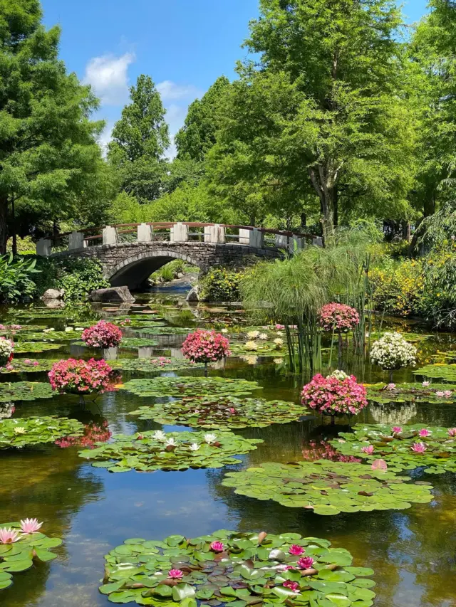 昨日の水生植物公園みずの森で撮影したスイレンです☺️
強い日差しの中で、ピカピカ艶やかに咲くスイレン。
絵画の様な風景に、うっとりでした🥰
お庭には、ホオジロやシジュウカラのさえずりが聞こえて、アジサイやアヤメも咲いていて、良い気分転換になりました。

#草津市観光
#烏丸半島
#水生植物公園みずの森 
#スイレン