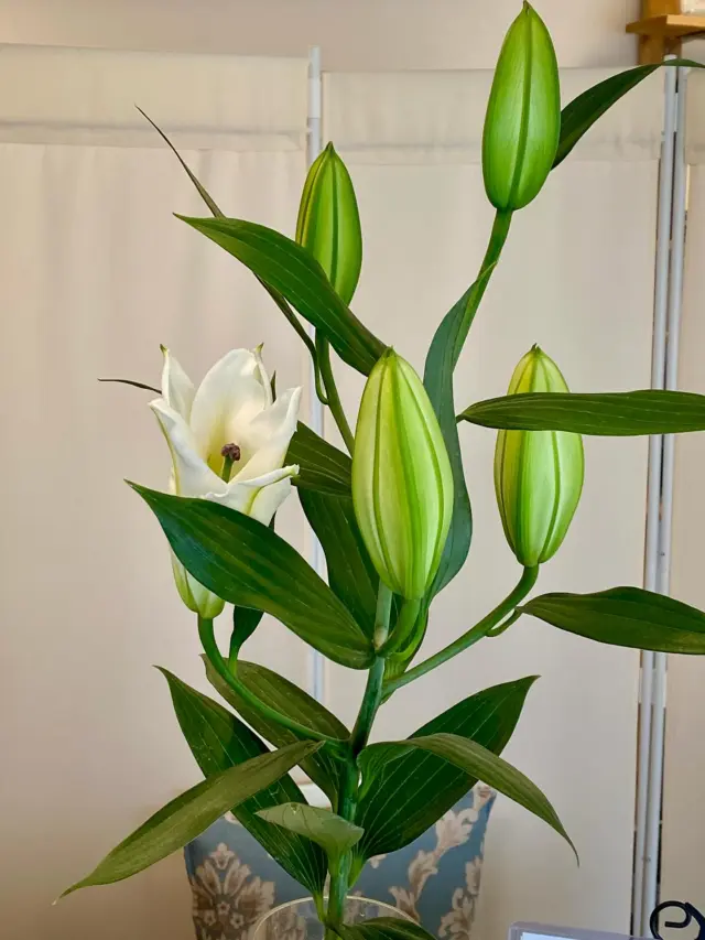 おはようございます☔️
受付に、オリエンタルユリのシストを飾りました。
ユリの芳香に癒されます☺️
今日も素敵な1日をお過ごしください💓

#受付の花 
#オリエンタルユリ
#シスト
#草津アアルト整体院