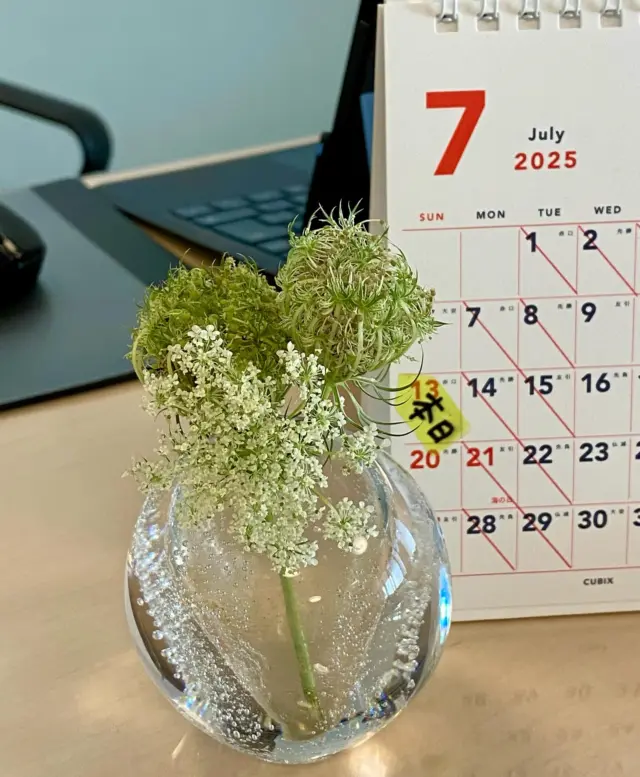 おはようございます🌞
施術室の机に、レースフラワーとレースフラワーの種（花後）を飾りました☺️
種も可愛いですね💓
ご来院の際はぜひご覧ください。

#一輪挿し
#レースフラワー
#レースフラワーの種
#草津アアルト整体院
