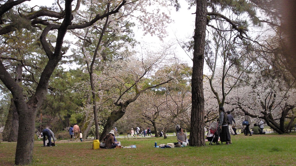 満開の桜 京都御苑 きょうとぎょえん 京都市上京区15 04 04 整体院aalto 受付担当 セラピストsetsukoのブログ