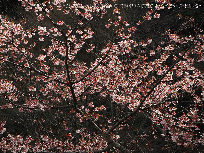 カンザクラ夢の桜