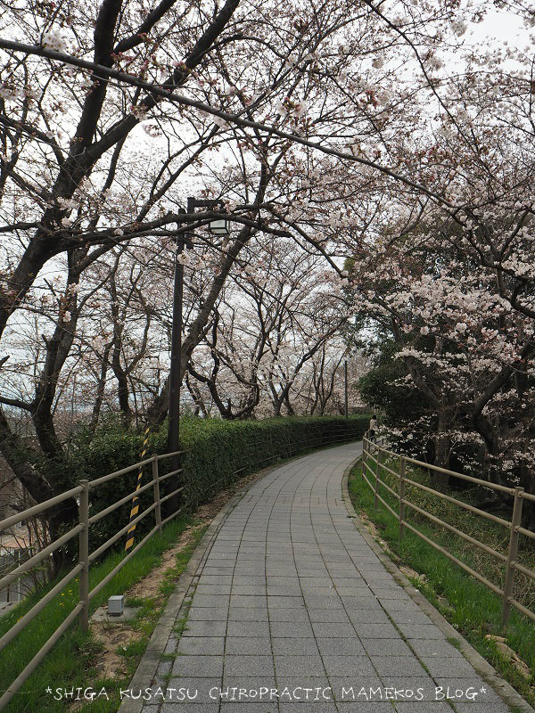天井川桜並木