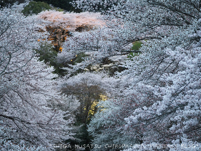 満開の夜桜鑑賞 琵琶湖疎水 三井寺春のライトアップ 滋賀県大津市 16 04 04 草津市の整体 滋賀草津カイロプラクティック 広報係 まめこのブログ