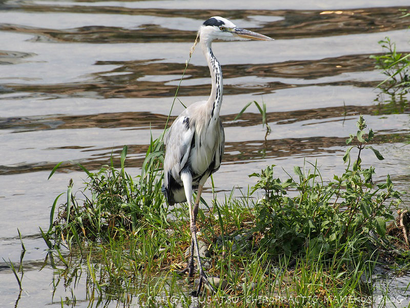 写真部 鴨川の野鳥 スズメ幼鳥 アオサギ シラサギ セグロセキレイ マガモとお花 16 09 01 整体院aalto 受付担当 セラピストsetsukoのブログ