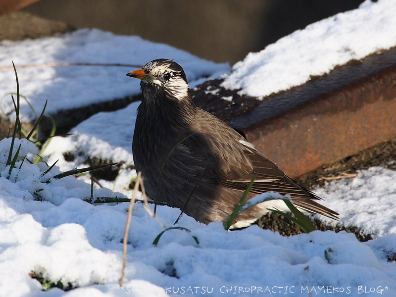 1月 17 整体院aalto 受付担当 セラピストsetsukoのブログ