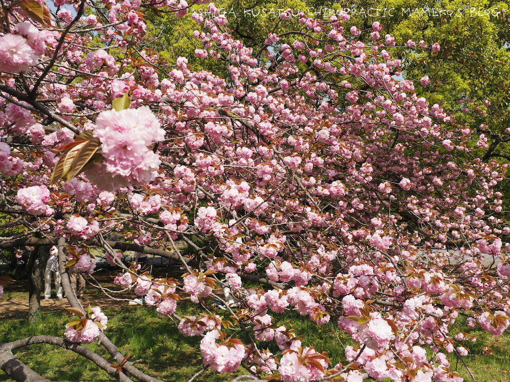 写真部 京都御苑の八重桜とすずめ 18 04 10 草津市の整体 滋賀草津カイロプラクティック 広報係 まめこのブログ